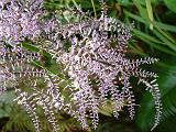 Cordyline stricta closeup 